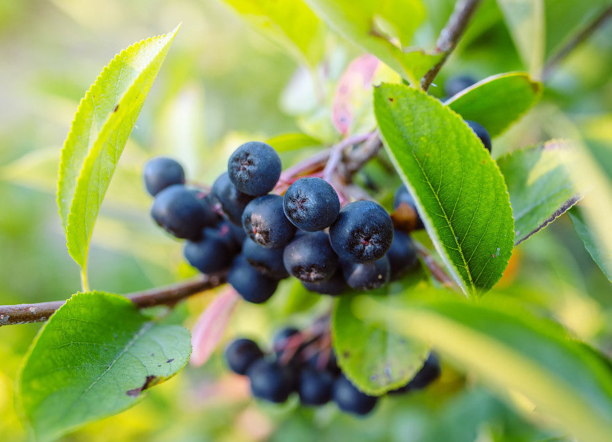 AMAZING FRUITS #5 ARONIA